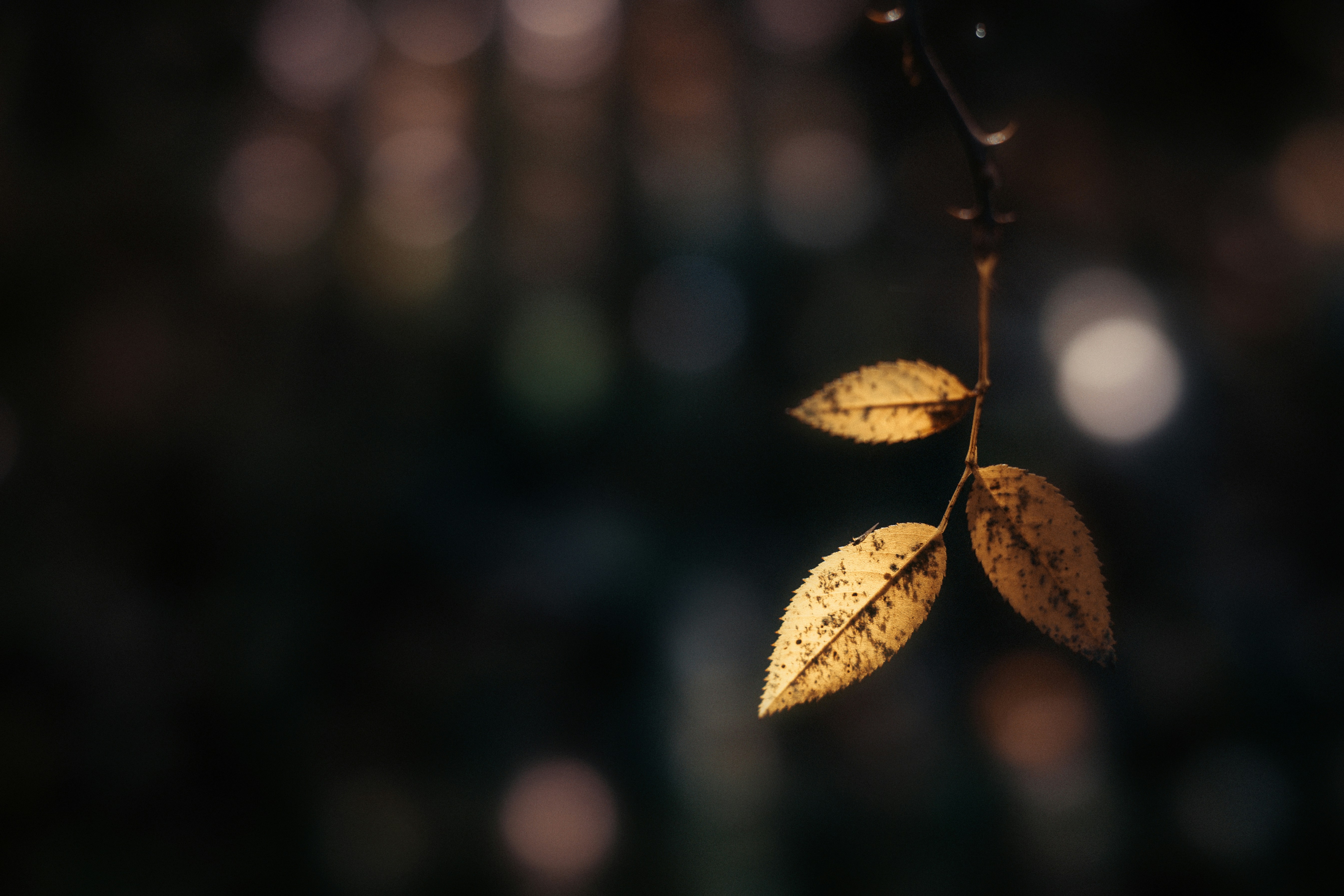 Photo by sylvester_s