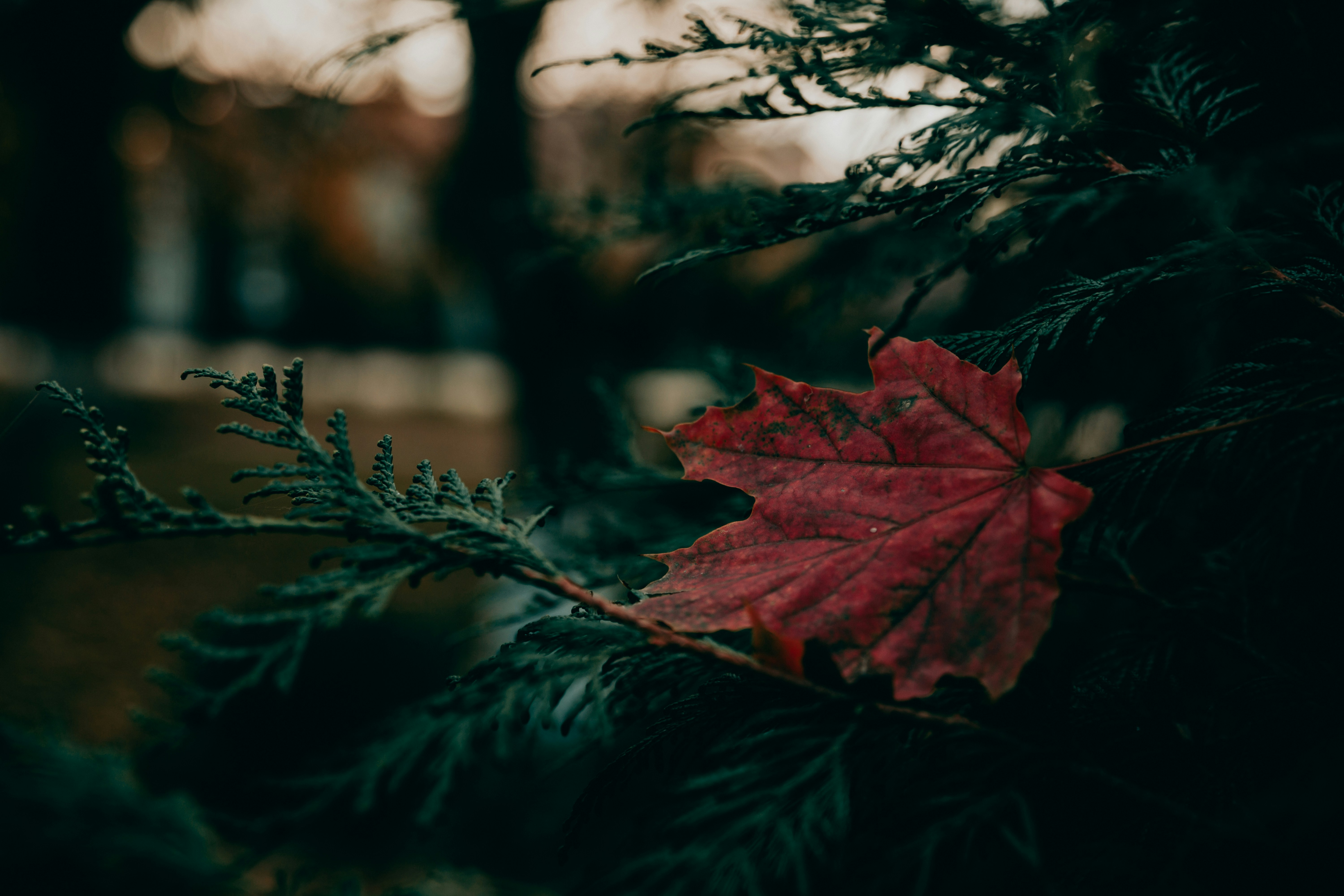 Photo by sylvester_s