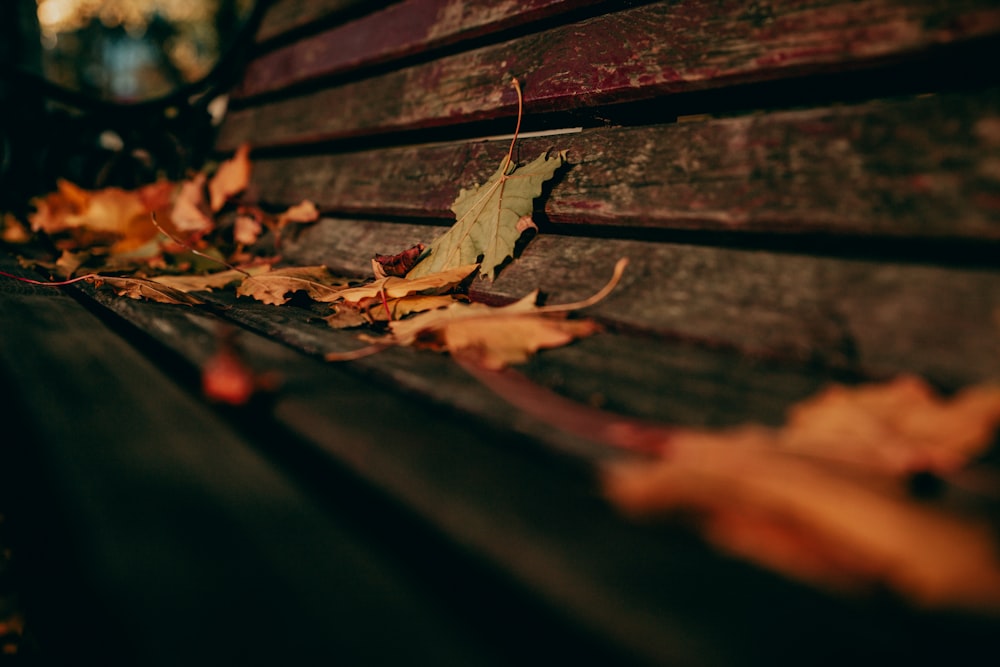a close up of a bench with leaves on it
