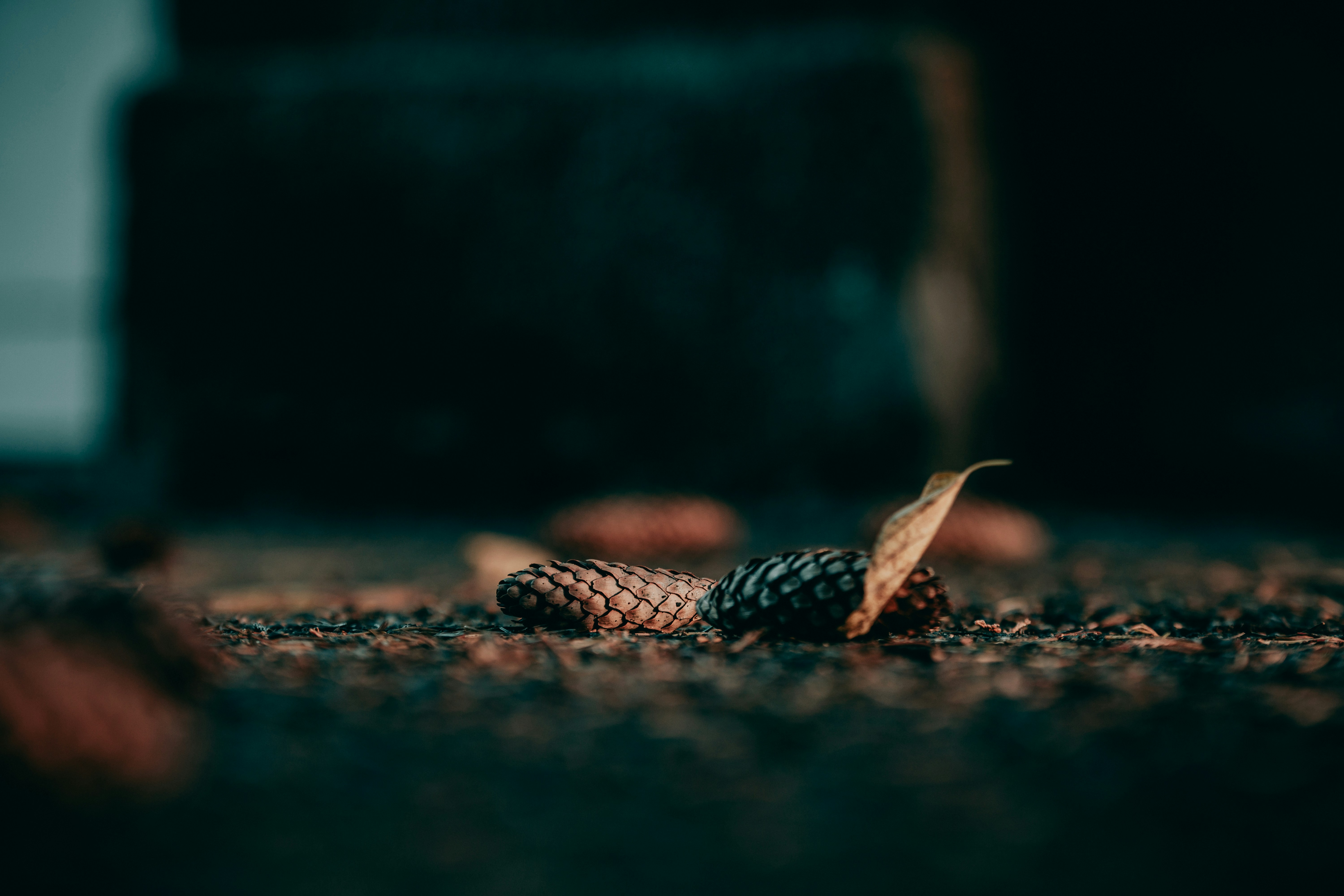 a close up of a pine cone on the ground