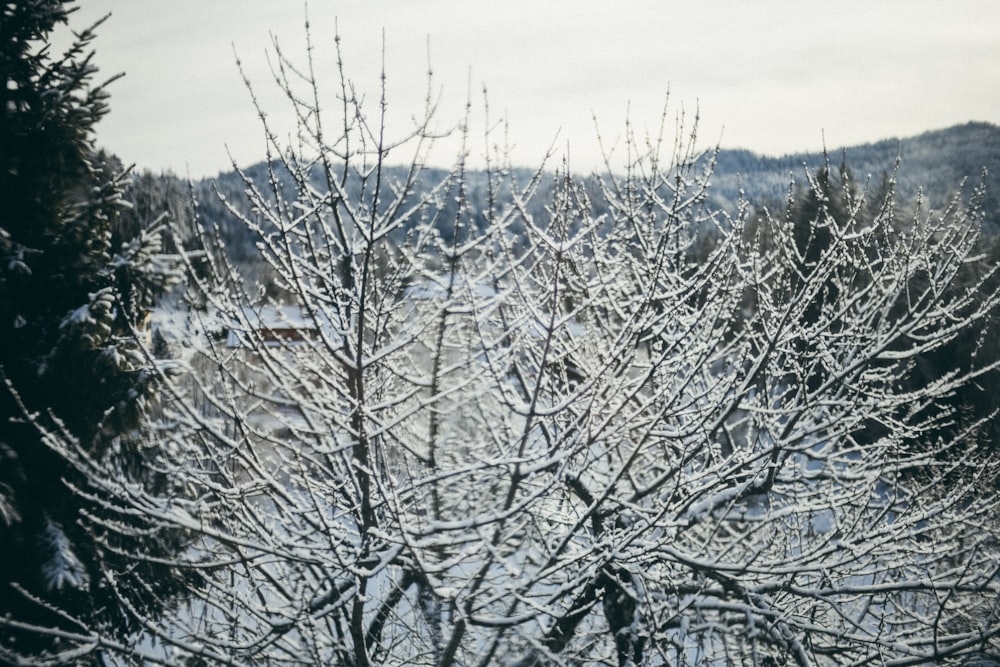 a snow covered tree with a mountain in the background