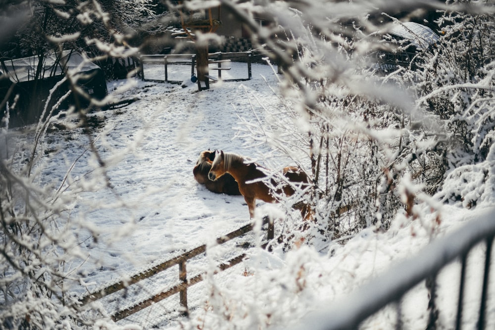 a couple of horses are laying in the snow