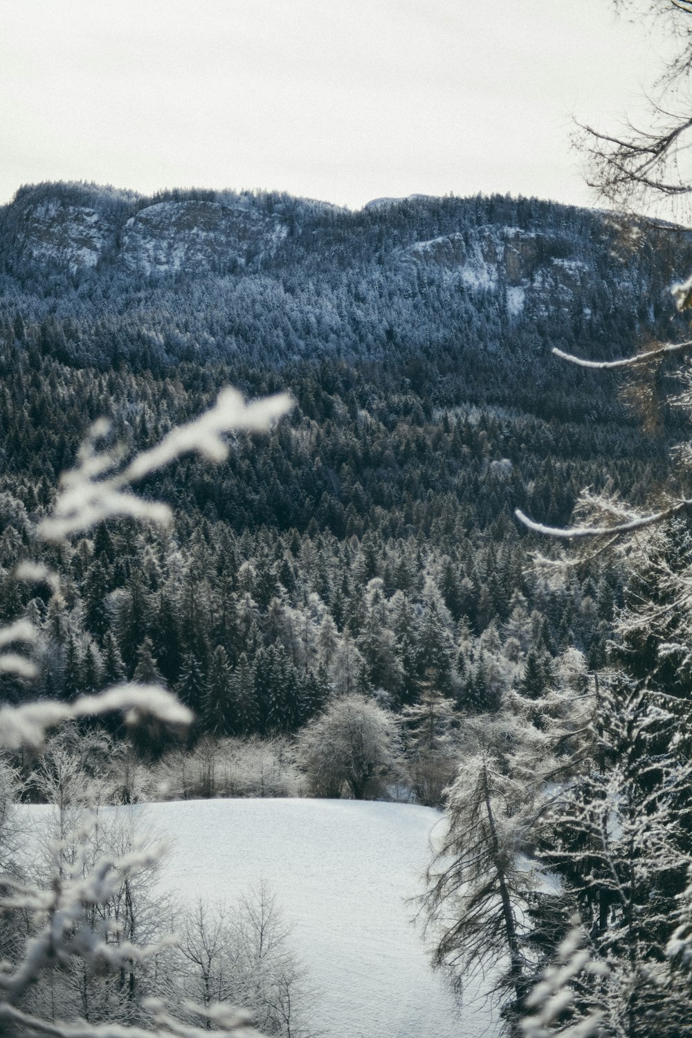 a view of a snow covered mountain with trees in the foreground