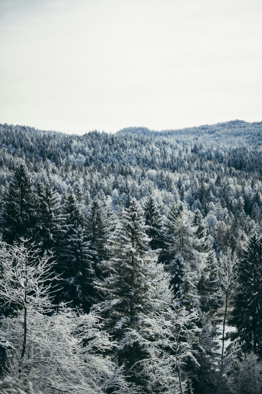 a snow covered mountain with trees in the foreground