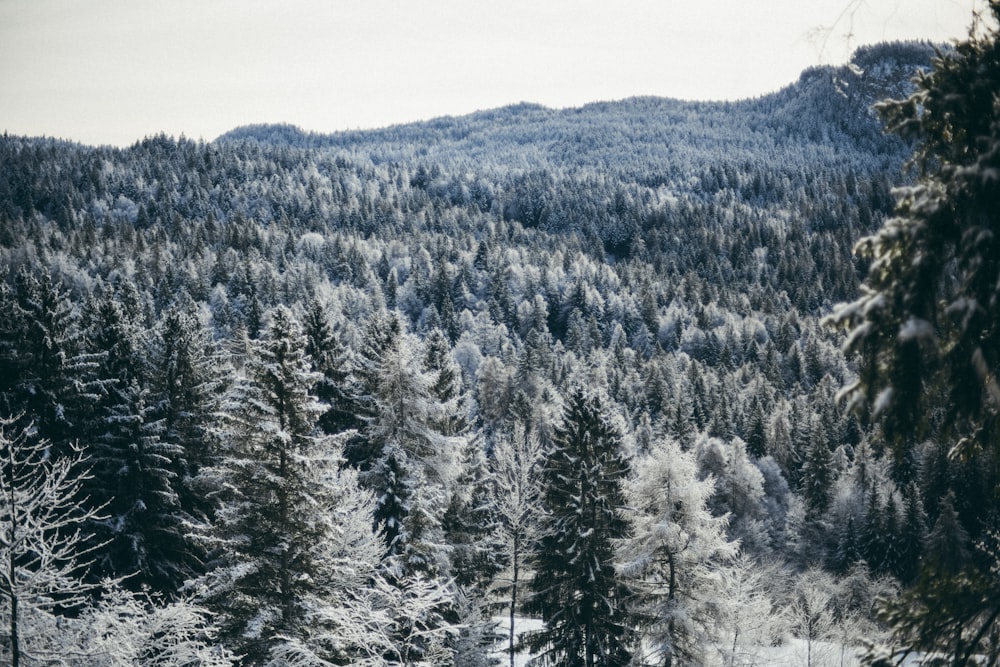 a snow covered forest filled with lots of trees