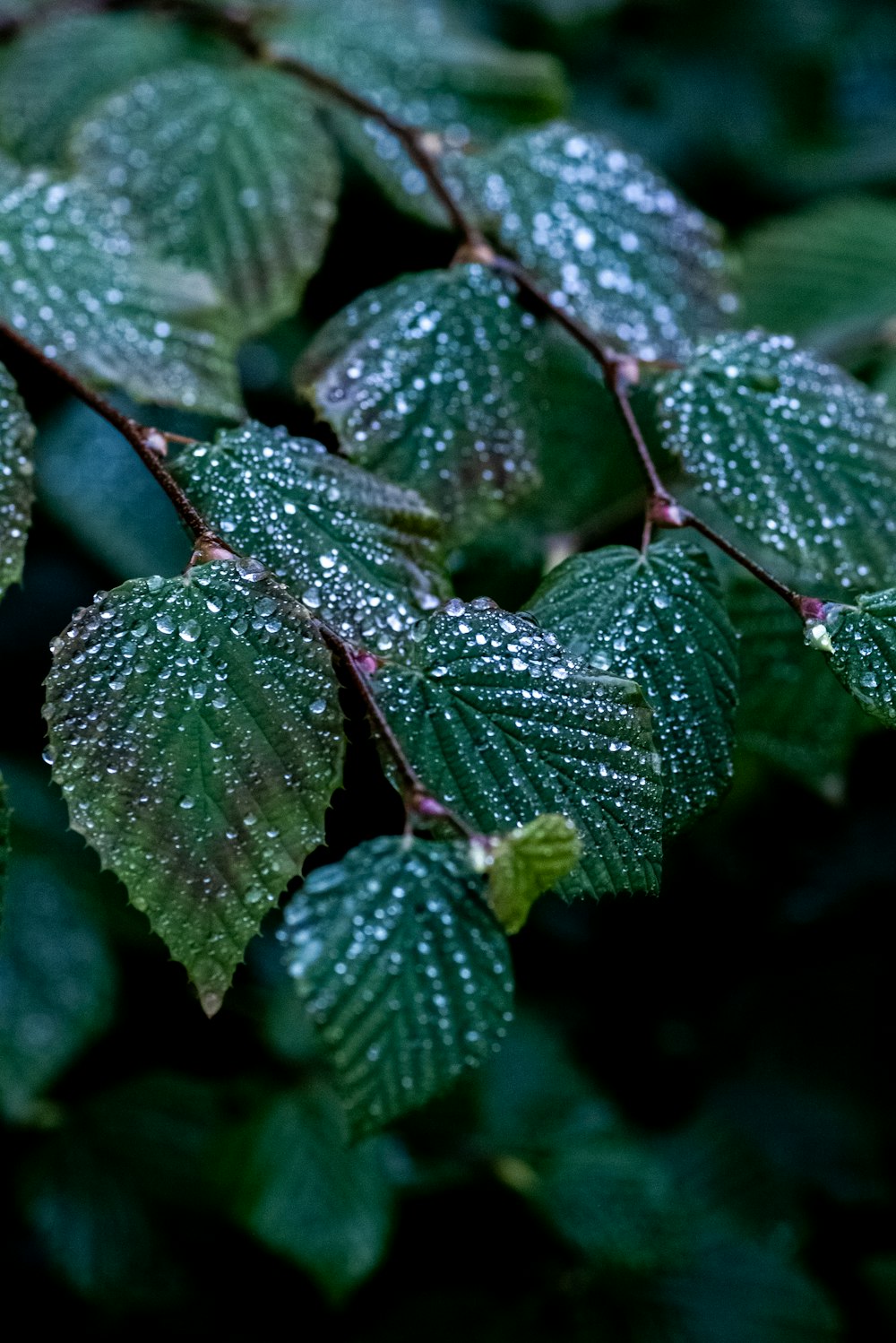 a close up of leaves with water droplets on them