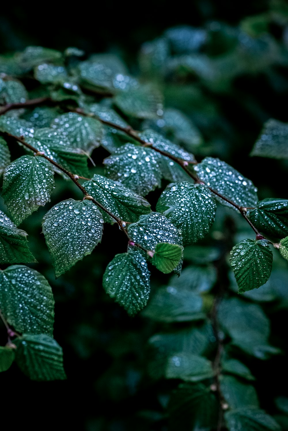 a close up of leaves with water droplets on them