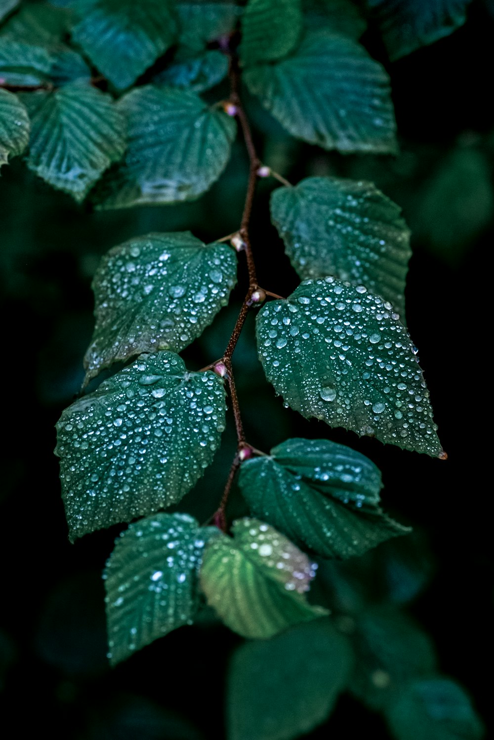 um close up de uma folha com gotículas de água sobre ela
