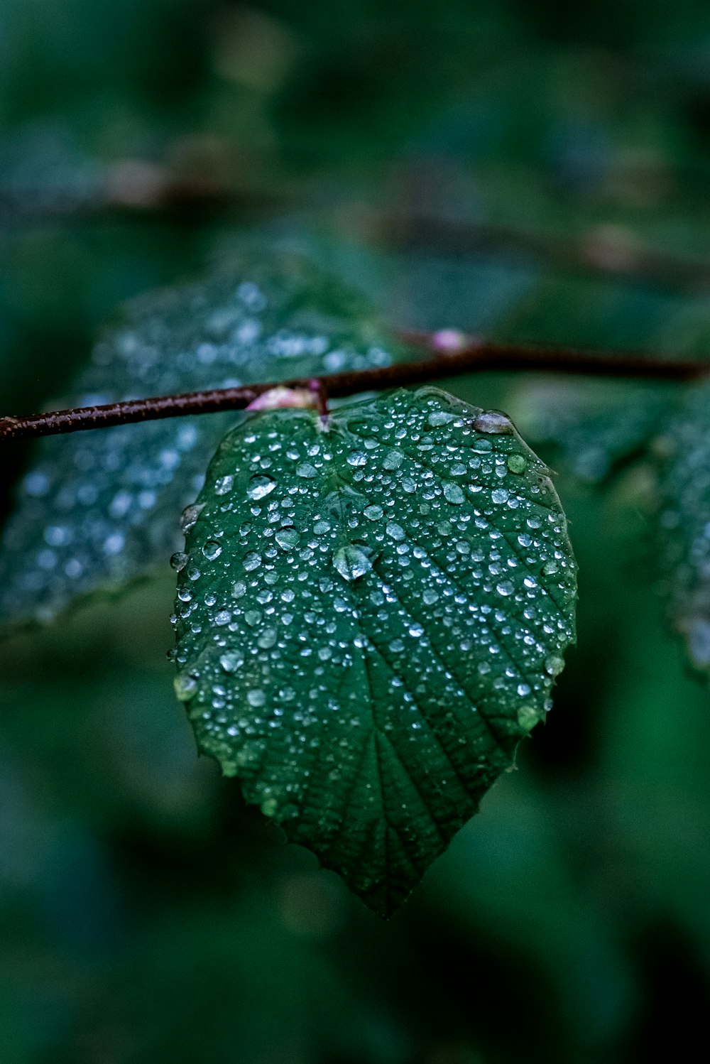 물방울이 맺힌 초록색 잎사귀