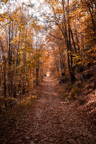 a dirt road surrounded by lots of trees
