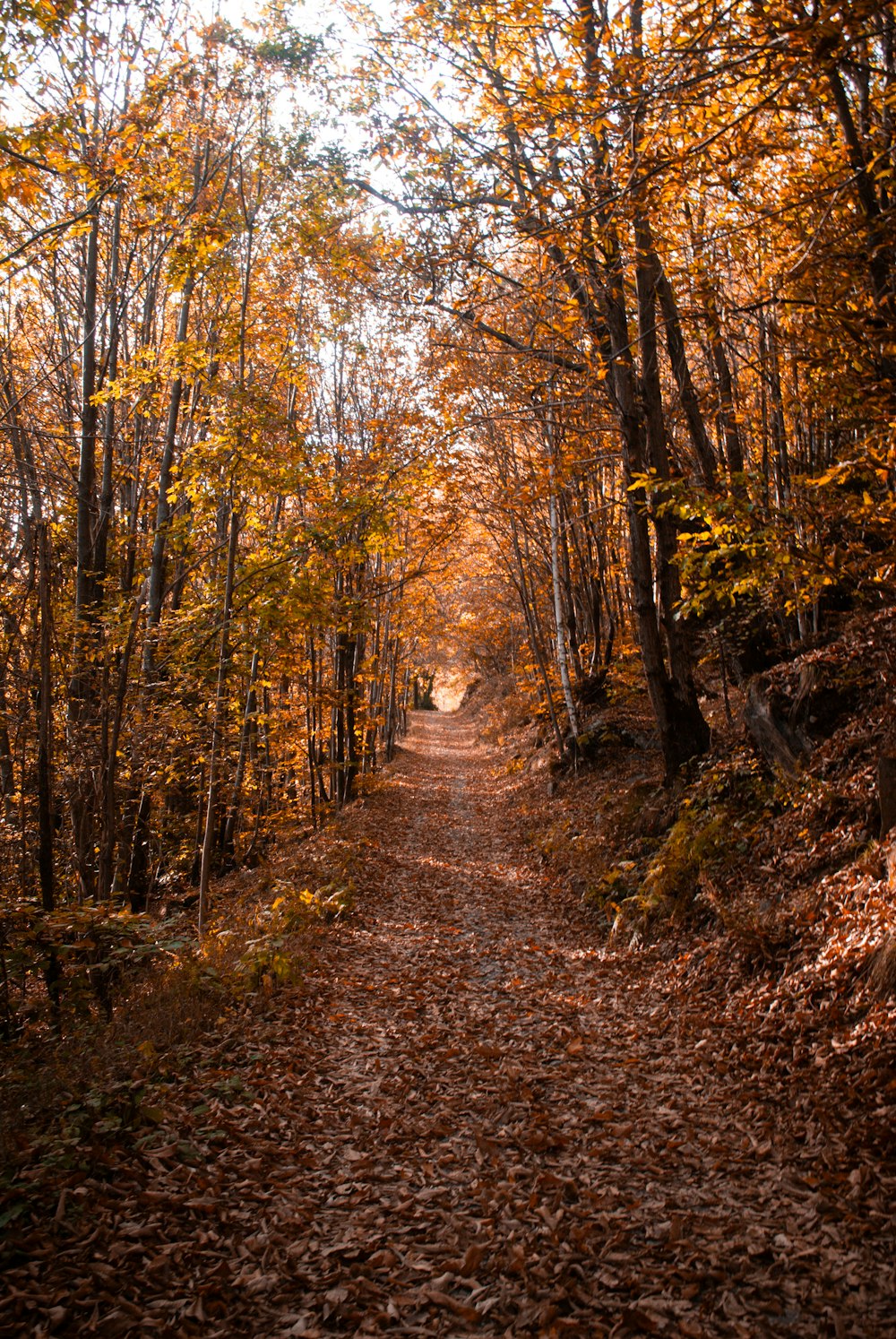 a dirt road surrounded by lots of trees