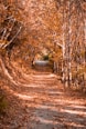 a dirt road surrounded by trees and leaves