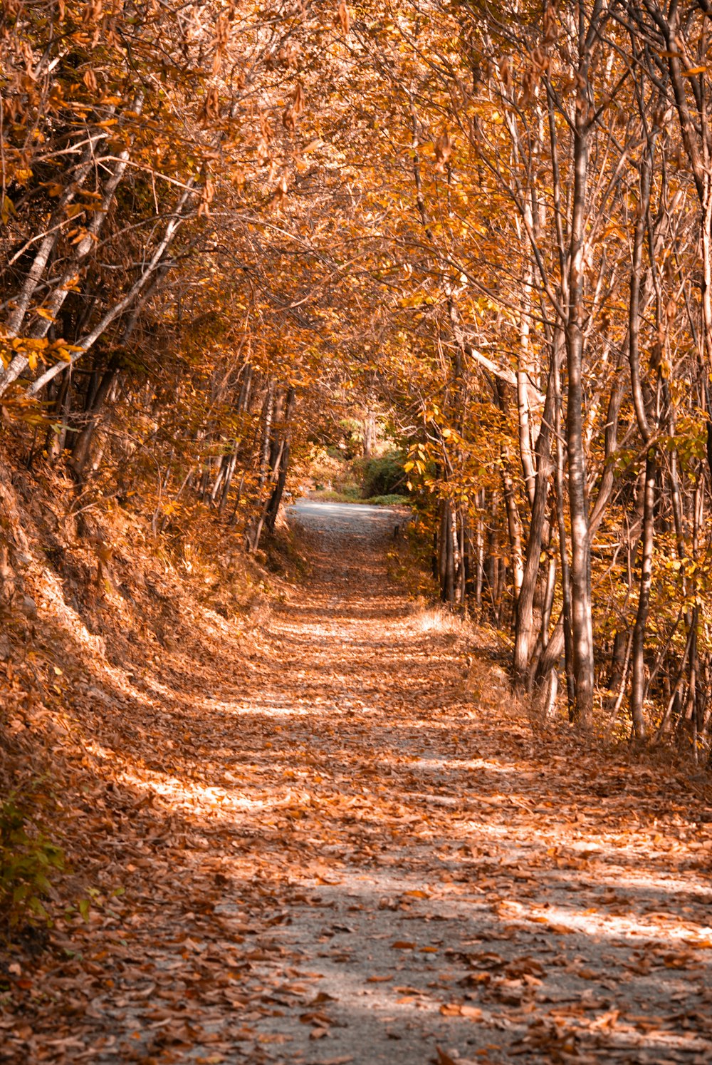 a dirt road surrounded by trees and leaves