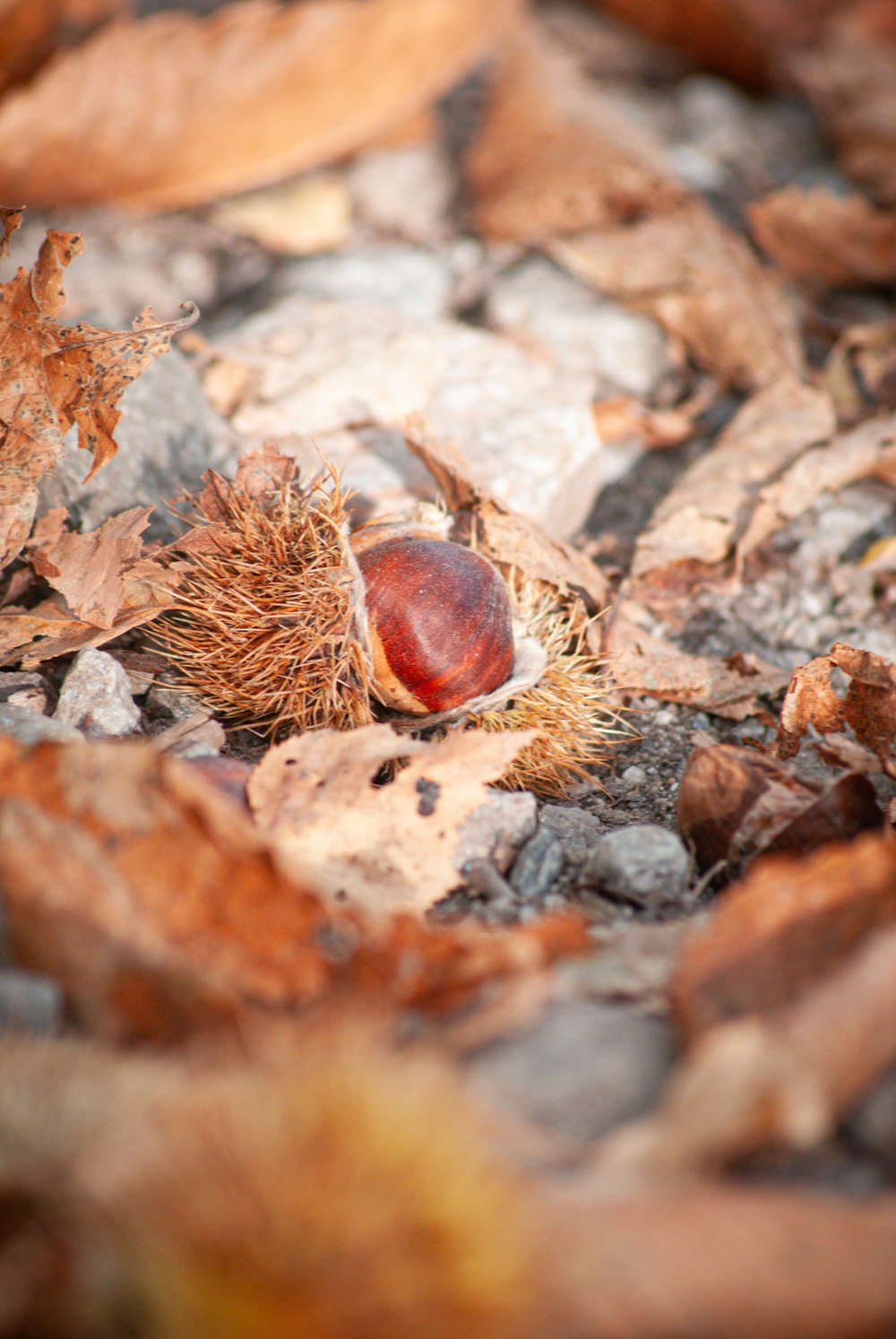 a close up of a small red object on the ground