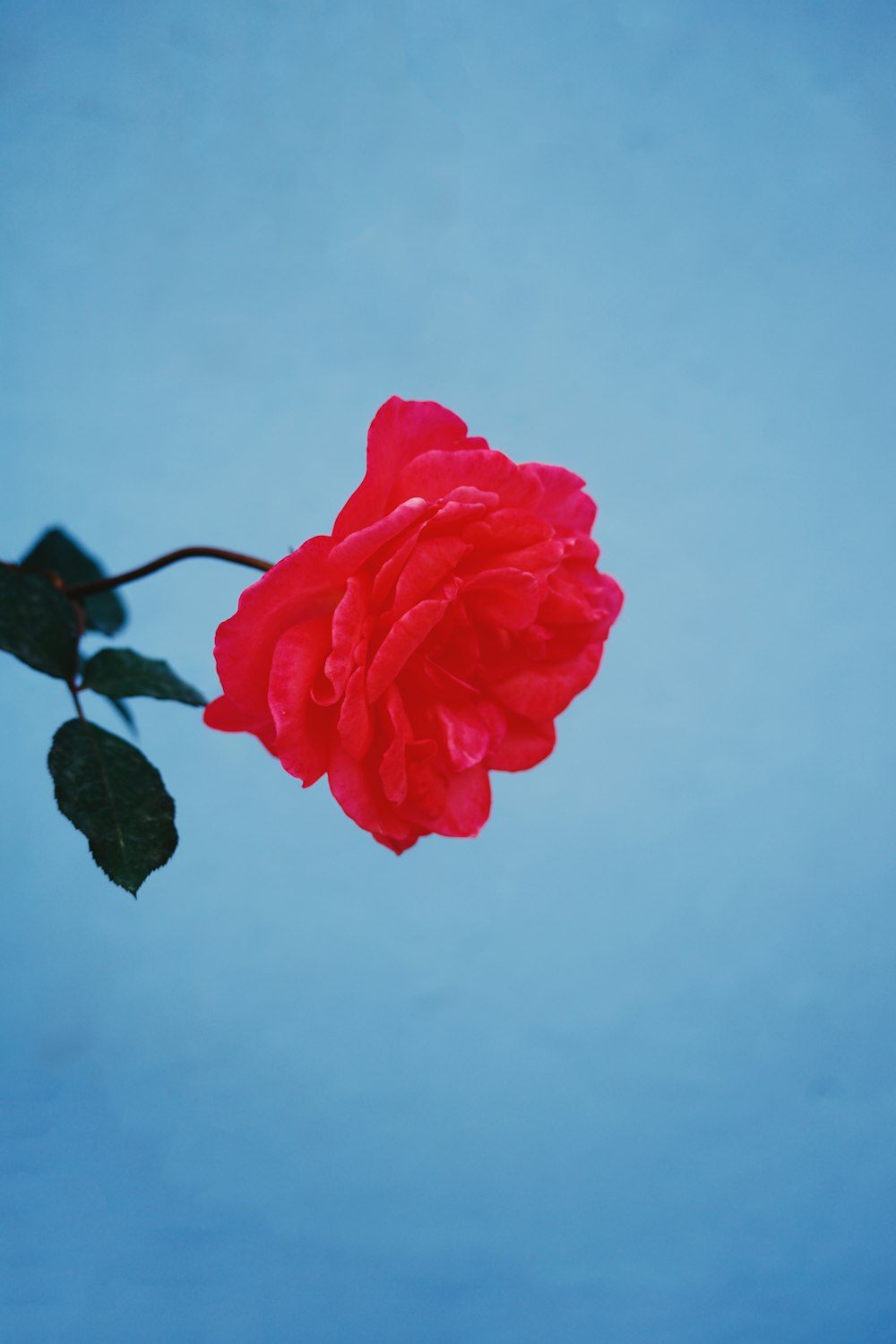 a single red rose with a blue sky in the background