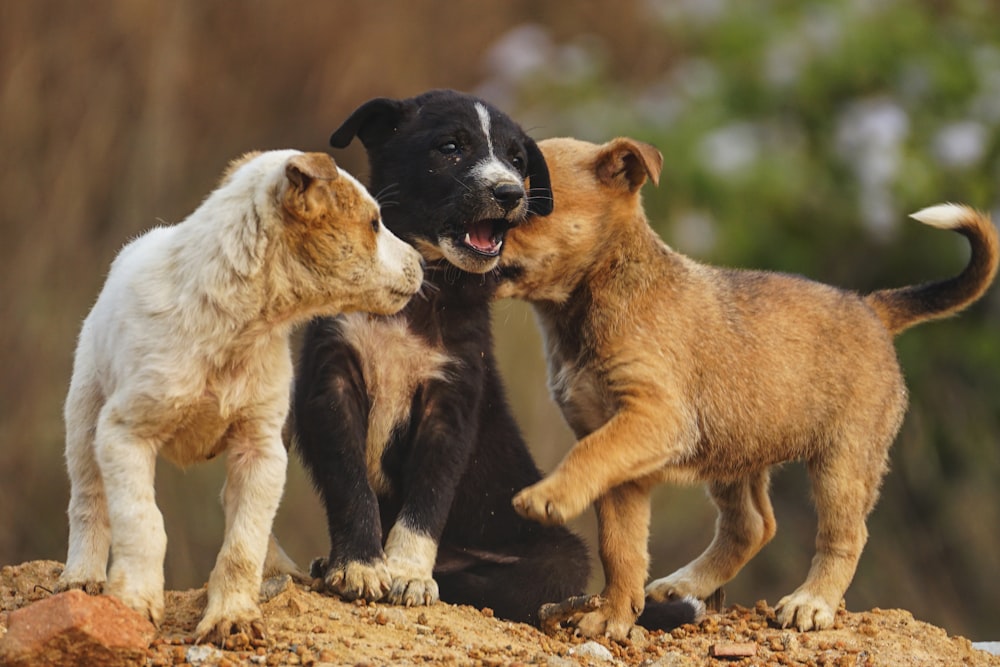 two dogs and a cat are playing together