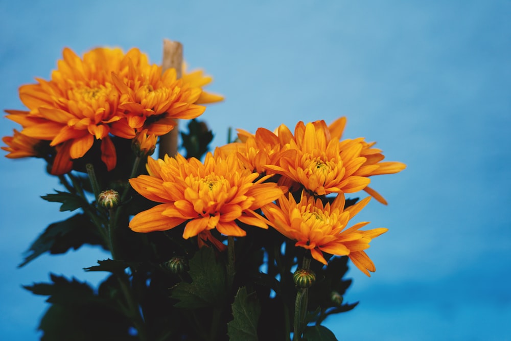 a vase filled with yellow flowers against a blue sky