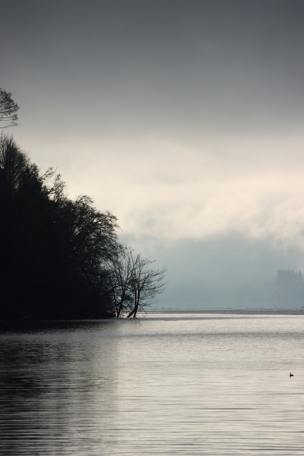 a lone tree in the middle of a lake
