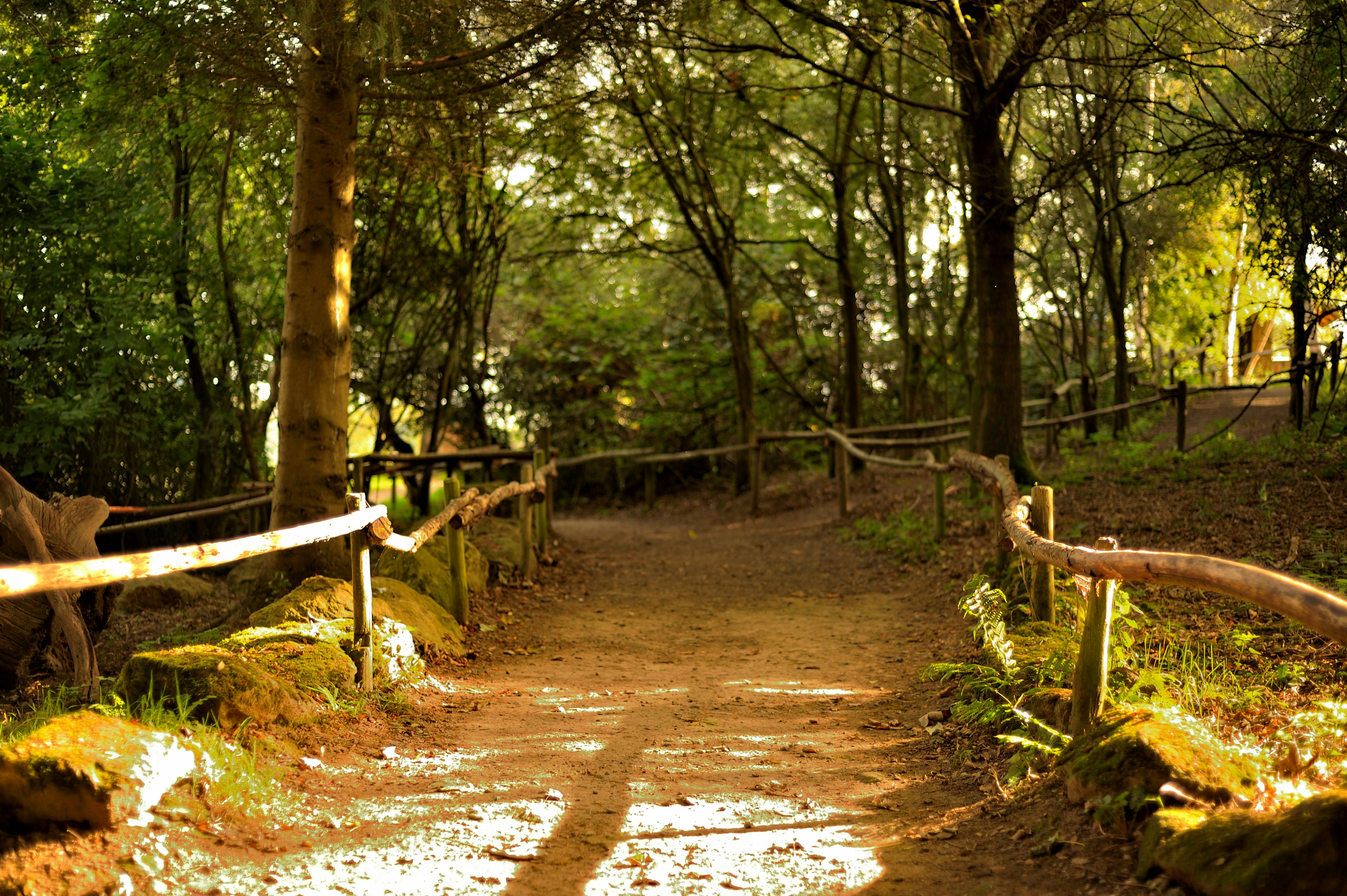 jalan tanah di tengah hutan