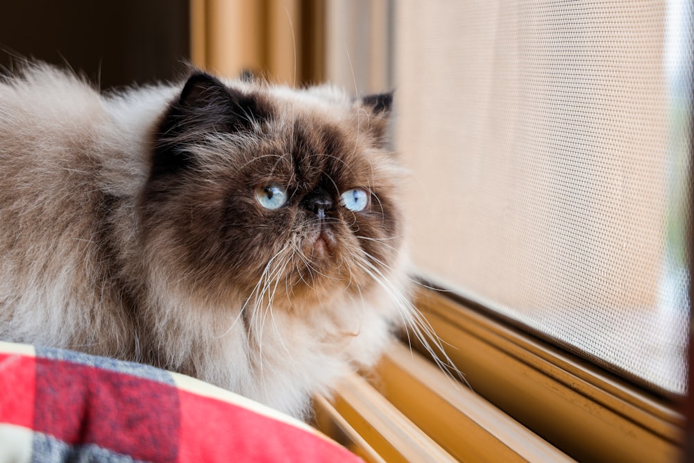 a cat sitting on a window sill looking out the window