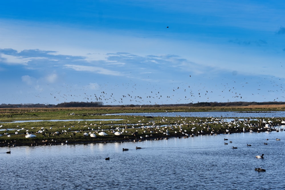 a flock of birds flying over a body of water