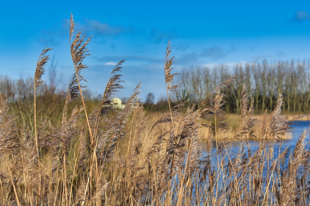 a pond surrounded by tall grass and a blue sky