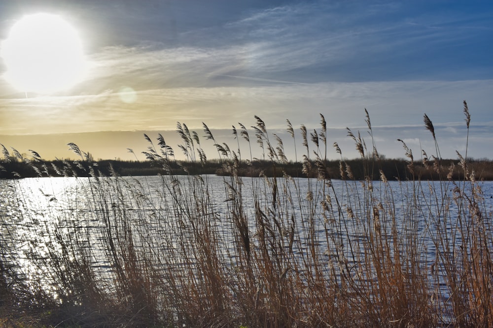 a body of water surrounded by tall grass