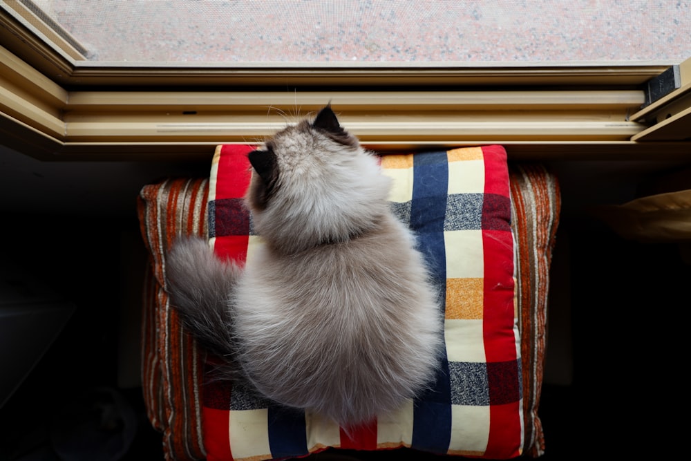a cat sitting on top of a cushion on a window sill