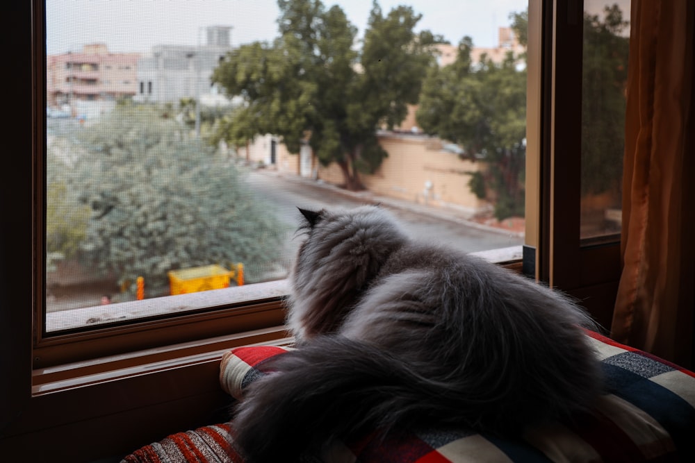a cat sitting on a cushion looking out a window