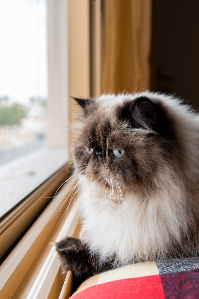 Le Chat Himalayen : Un Joyau aux Yeux Saphir Le Chat Himalayen : Un Joyau aux Yeux Saphir
