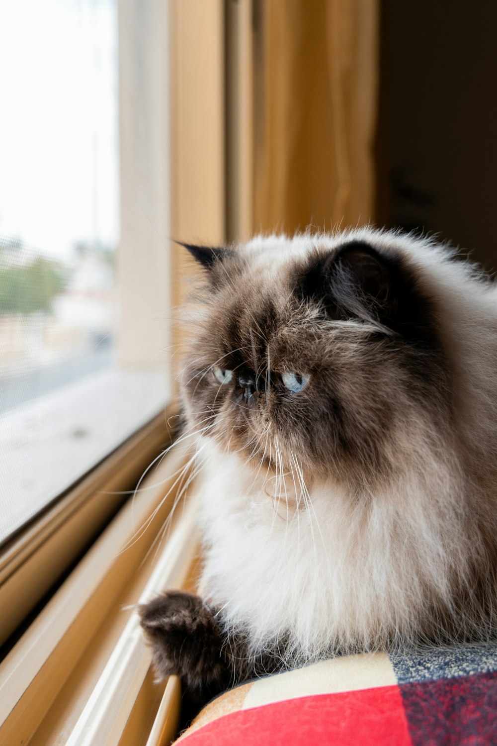 a cat sitting on a window sill looking out the window