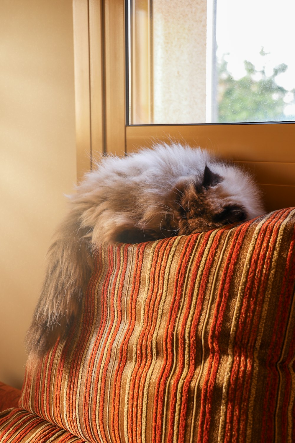a fluffy cat laying on top of a striped couch