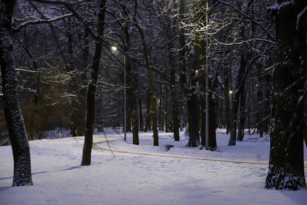 a path through a snowy forest at night