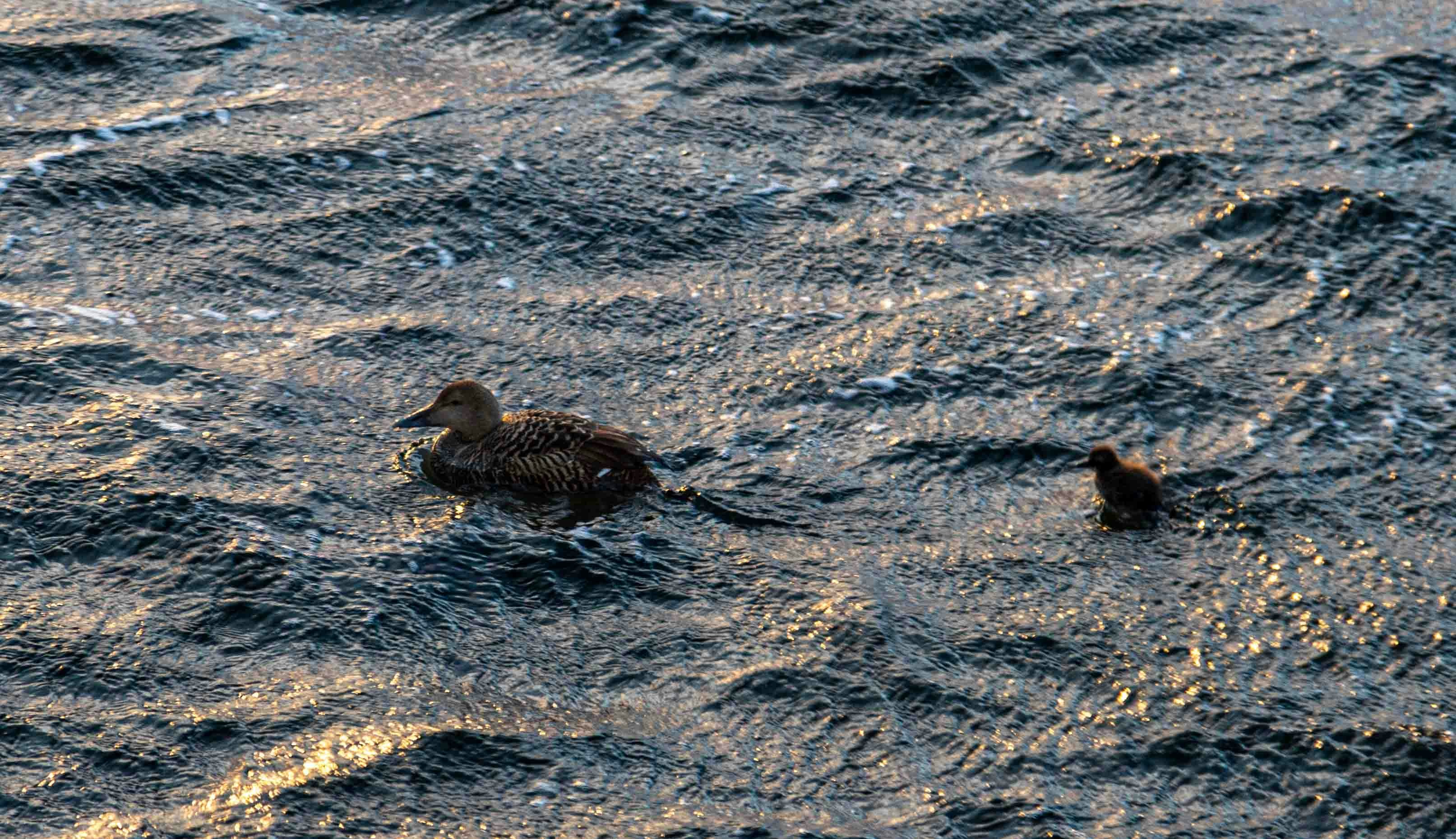 a couple of ducks floating on top of a body of water, A duck and its duckling navigate the rippling waters as the setting sun casts a glittering trail on the surface, emphasizing the gentle motion of the sea.