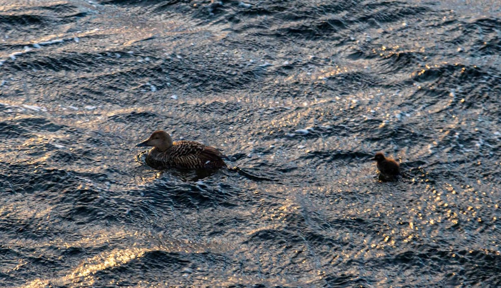 a couple of ducks floating on top of a body of water