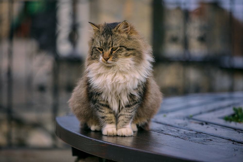 a cat sitting on top of a wooden table