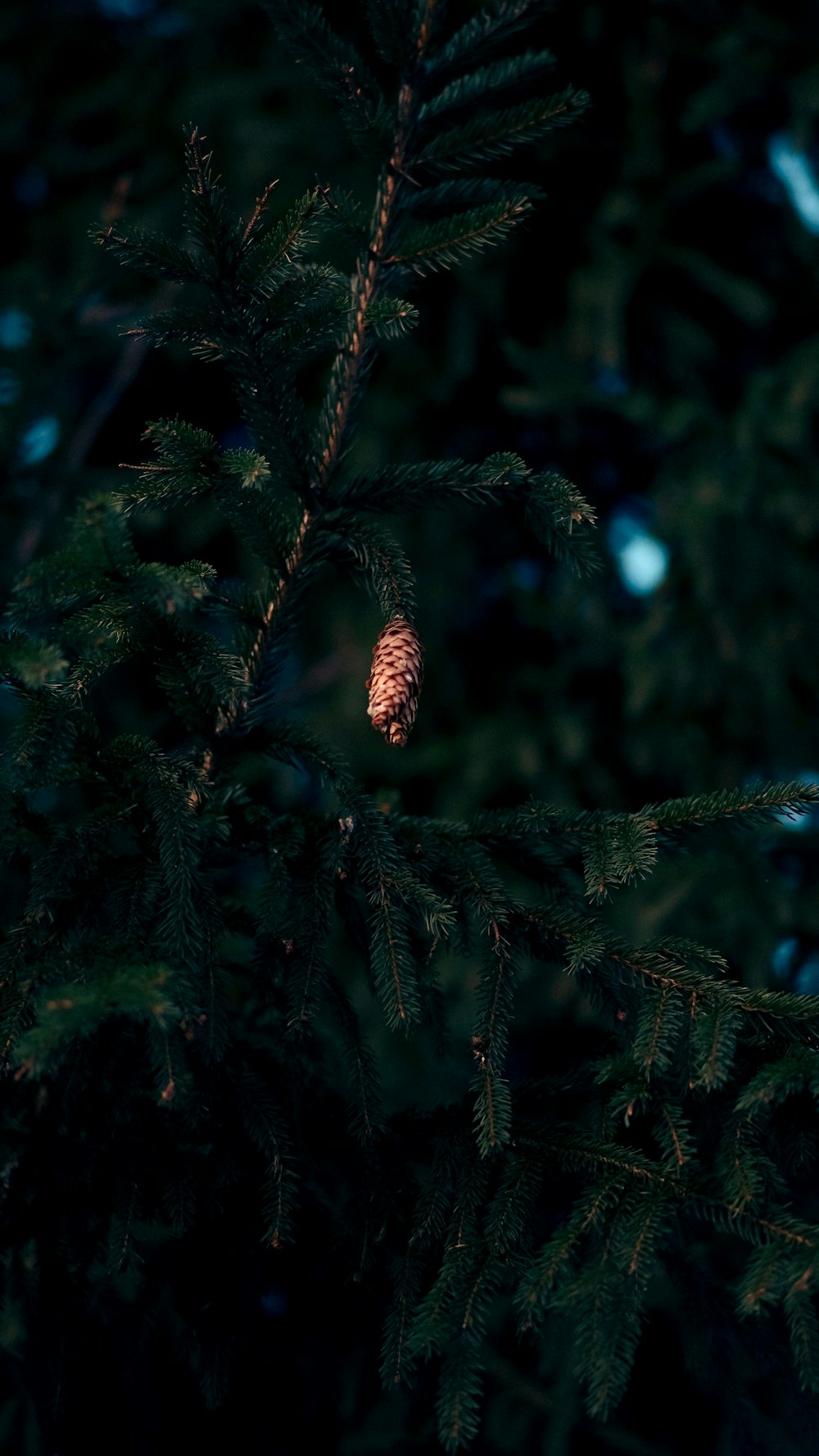 a pine cone hanging from a tree branch