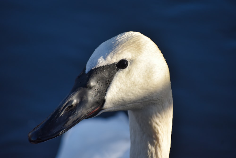 a close up of a swan's head on a body of water