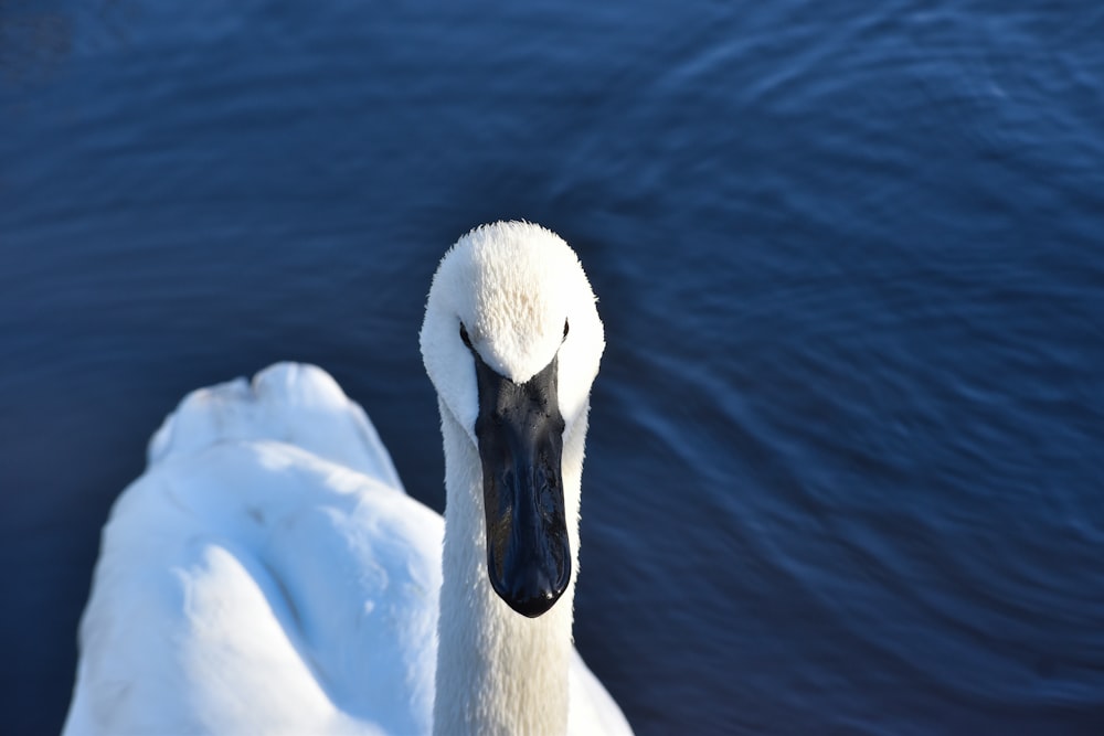 a close up of a swan near a body of water