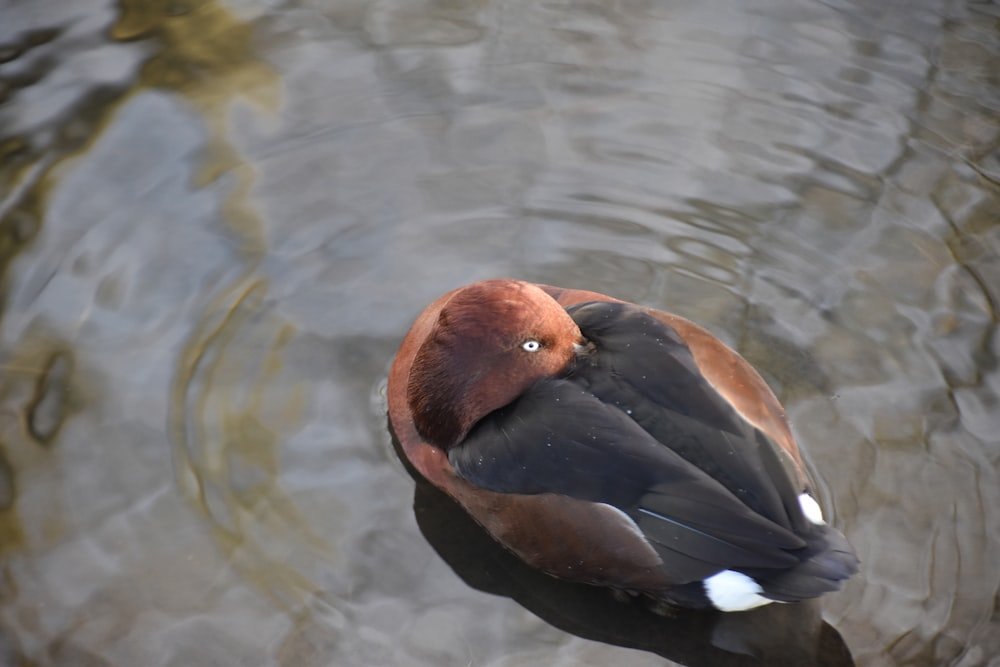 a duck floating on top of a body of water