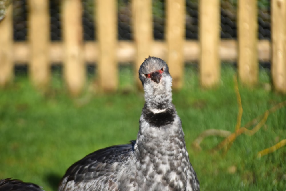 a close up of a bird near a fence