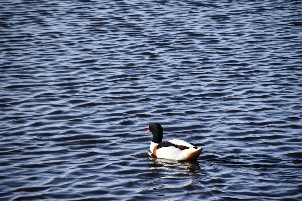 a duck floating on top of a body of water