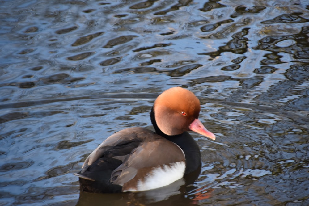 a duck floating on top of a body of water