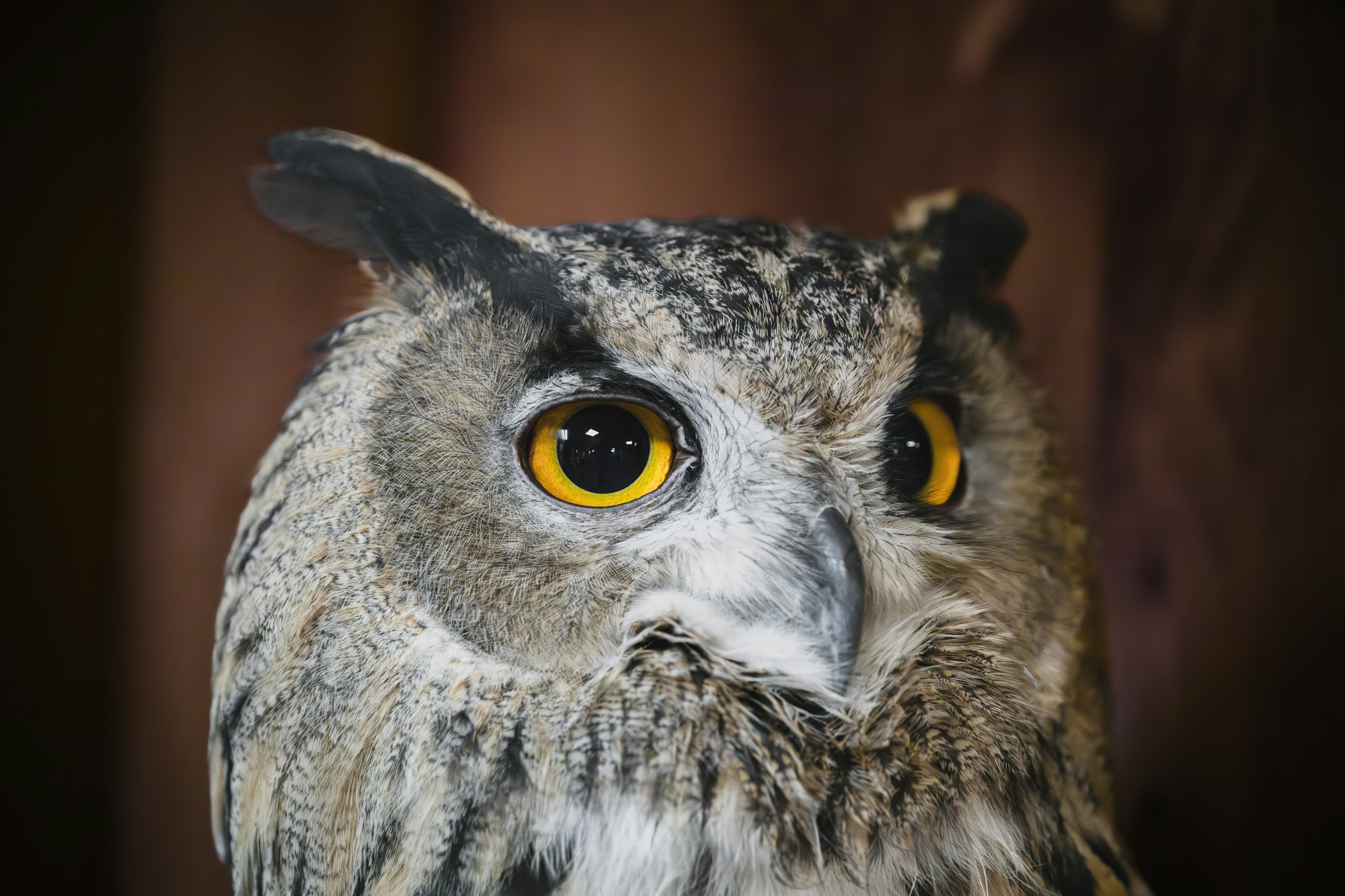 Photo by andreystrizhkov