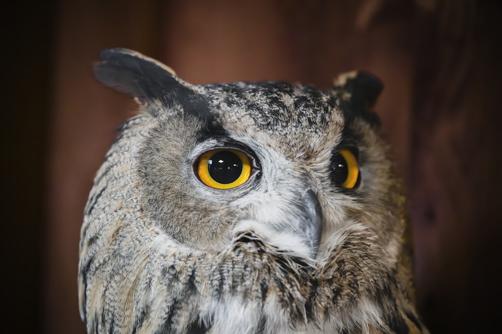 a close up of an owl with yellow eyes