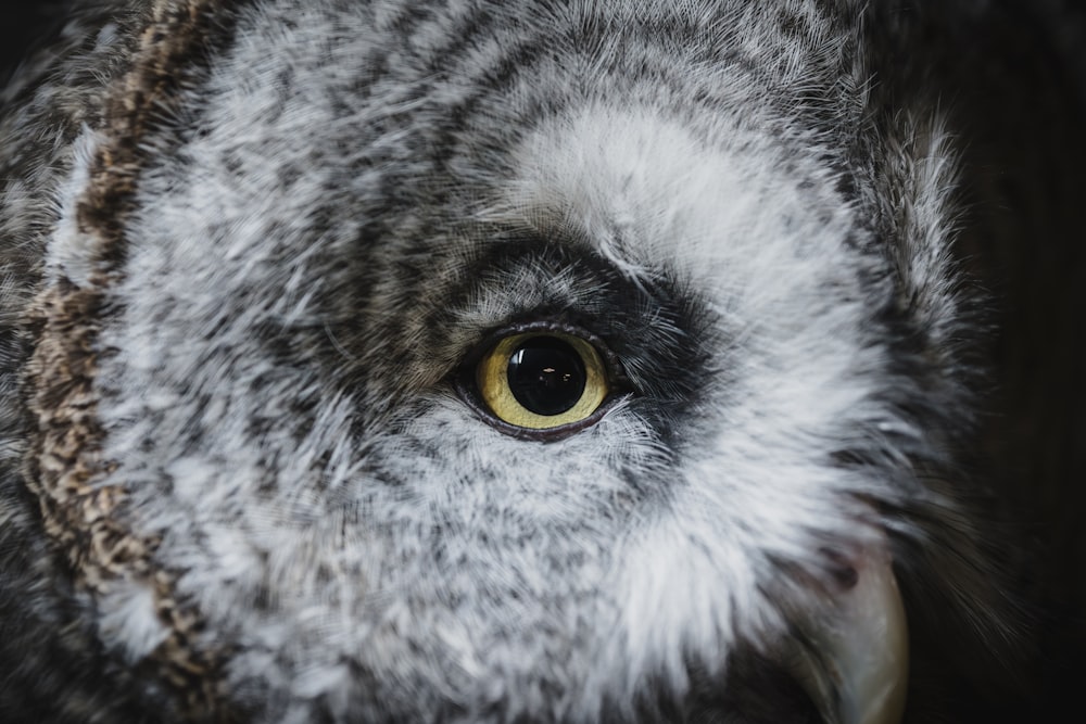 a close up of an owl's face with yellow eyes