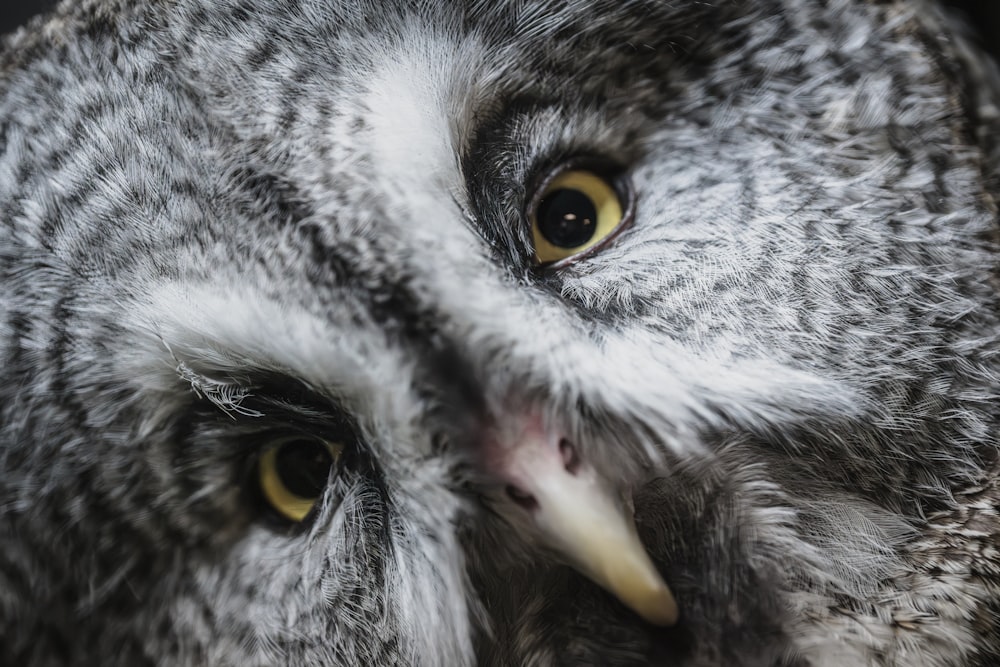 a close up of an owl with yellow eyes