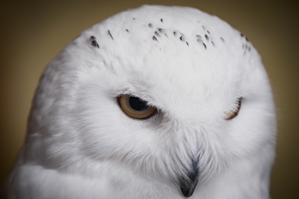 a close up of a white owl with brown eyes