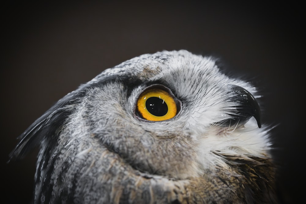 a close up of an owl with a yellow eye
