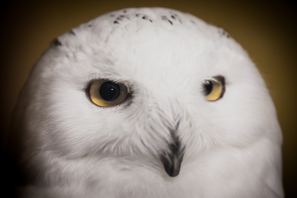 a close up of a white owl with yellow eyes